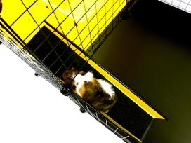 narvas - C&C Modular Cage One-storey 4x2 & Loft 2x1, 1450 mm x 750 mm x 750 mm - 11 nuotrauka