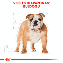 royal canin sausas maistas buldog - Royal Canin Bulldog Adult 12 kg - 3 nuotrauka