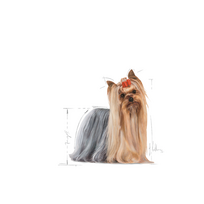 jorksyro - Sausas Šunų Maistas - ROYAL CANIN Jorkšyro Terjeras, 500g Vištiena - 6 nuotrauka