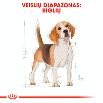 royal canin sunu 12kg - Royal Canin Beagle Adult 12 kg - 5 nuotrauka