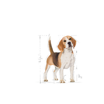 royal canin sunu 12kg - Royal Canin Beagle Adult 12 kg - 6 nuotrauka