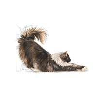 royal canin sausas maistas katems - Royal Canin Indoor Long Hair 10 kg - 7 nuotrauka