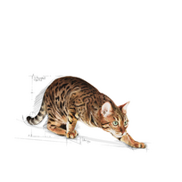 royal canin sausas maistas katems - Royal Canin Outdoor 30 10 kg - 7 nuotrauka
