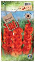 Svogūninės gėlės kardelis Red, 10 - 12 mm, 8 vnt.