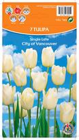 Svogūninės gėlės tulpė CITY OF VANCOUVER, 12 mm, 7 vnt.