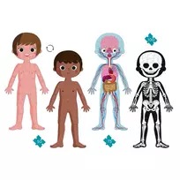 zmogaus kunas - Janod Human Body, 225 det. - 3 nuotrauka