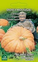 Didžiųjų moliūgų ATLANTIC GIANT sėklos, 1 g