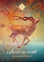 zaidimu kortos - Hay House Oracle kortos „The Spirit Animal Pocket“ - 3 nuotrauka