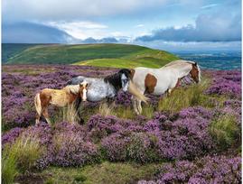 puzzle 2000 - Ravensburger Wild Horses 12001751, 75 x 98 cm, 2000 det. - 2 nuotrauka
