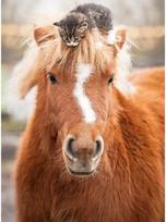 delione kates - Ravensburger Pony And Cat, 49 x 36 cm, 500 det. - 2 nuotrauka