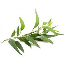 eteriniai aliejai eukaliptu - Eukaliptų eterinis aliejus Eucalyptus, Sattva Ayurveda, 10ml - 2 nuotrauka