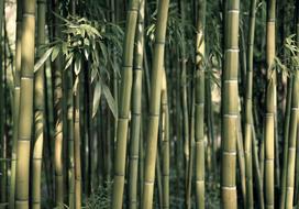 Fototapetas Artgeist Bamboo Exotic, 245 cm x 350 cm