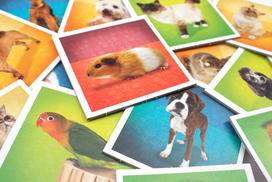 stalo zaidimai meme - Tactic Memo Pets 41439 - 5 nuotrauka