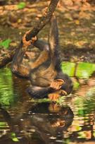 modeliukai metaliniai - Dėlionė Clementoni Chimpanzee Infant 39301, 1000 dalių - 3 nuotrauka
