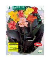 Kanų svogūnėliai, lot. Canna Gemengd, 3 vnt.