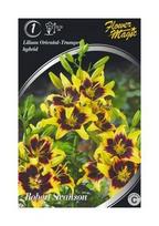 Lelijų svogūnėlis, lot. LILIUM ORIENTAL TRUMPET HYBRID ROBERT SWANSON