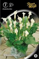 Kalijų svogūnėlis, lot. Zantedeschia Albomaculata