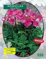 Delavajaus inkarvilėjų svogūnėliai, lot. Incarvillea Delavayi, 5 vnt.