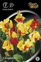 Kanų svogūnėlis, lot. Canna Cleopatra