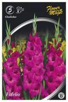 Kardelių svogūnėliai, lot. Gladiolus Fidelio, 5 vnt.