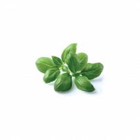 Click and Grow Refill 3-Pack - Basil