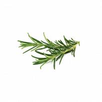 Click and Grow Refill 3-Pack - Rosemary