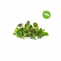 Click and Grow Refill 9-Pack - Italian Herbs Mix