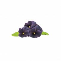 Click and Grow Refill 3-Pack - Black Pansy