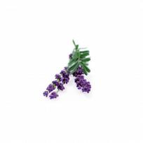 Click and Grow Refill 3-Pack - Lavender