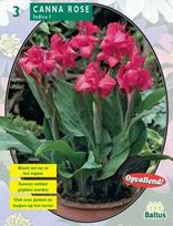 Kanų svogūnėliai, lot. Canna groenblad Roze, 3 vnt.