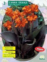 Kanų svogūnėliai, lot. Canna bruinbla Orange, 3 vnt.