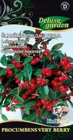 Šliaužiančiųjų gaulterijų PROCUMBENS BERRY sėklos, 20 vnt./pak.