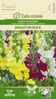 Didieji žioveniai Brighton Rock