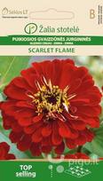 Puikiosios gvaizdūnės jurgininės Scarlet Flame