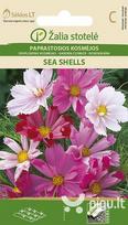 KOSMĖJOS PAPRASTOSIOS SEA SHELLS „ŽALIA STOTELĖ” 1 G