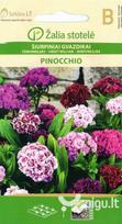Šiurpiniai gvazdikai Pinocchio
