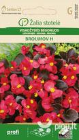 Visadžydės begonijos Broumov H