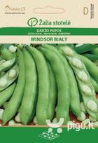 Daržo pupos Windsor bialy