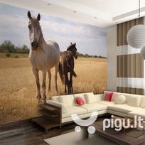Fototapetas - Horse and foal