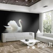 Fototapetas - swan (black and white)