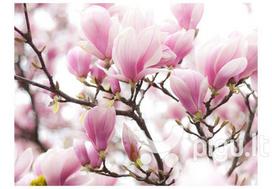 Fototapetai - Žydinti magnolija
