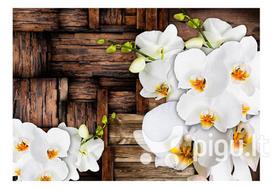 Fototapetai - Žydinčios orchidėjos