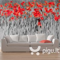 Fototapetas - Red poppies on black and white background