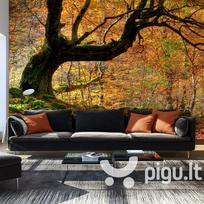 Fototapetas - Autumn, forest and leaves