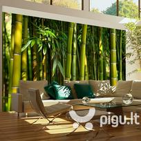 Fototapetas - Asian bamboo forest