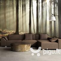 Fototapetas - Coniferous forest