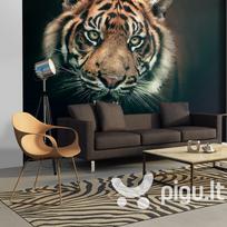 Fototapetas - Bengal Tiger