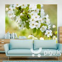 Fototapetas - Beautiful delicate cherry blossoms