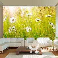 Fototapetas - Daisy field