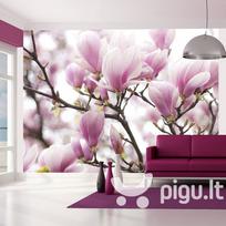 Fototapetas - Magnolia bloosom